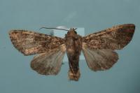 Mamestra brassicae