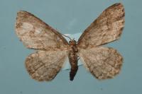 Ectropis crepuscularia