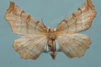 Selenia dentaria