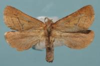 Triodia sylvina