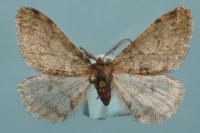 Phigalia pilosaria