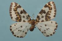 Abraxas grossulariata