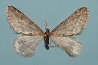 Alsophila aescularia