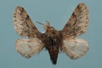 Apocheima hispidaria