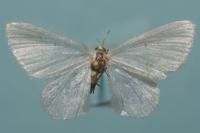 Asthena albulata