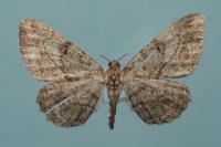 Peribatodes rhomboidaria rhomboidaria
