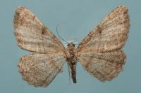 Peribatodes rhomboidaria rhomboidaria