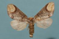 Phalera bucephala