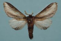 Pheosia tremula