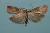 Acrobasis repandana