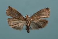 Acrobasis repandana