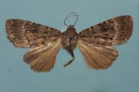 Amphipyra berbera svenssoni