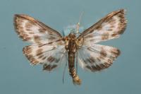 Anania hortulata