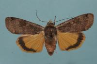 Noctua pronuba