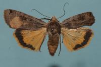 Noctua pronuba