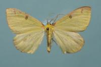 Opisthograptis luteolata