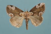 Thyatira batis
