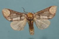 Phalera bucephala