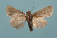 Amphipyra tragopoginis