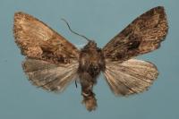Mniotype satura