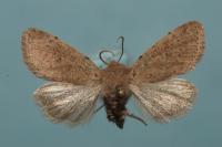 Orthosia cruda