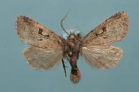 Orthosia gothica