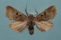 Orthosia gothica