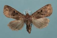 Orthosia gothica
