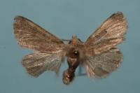 Orthosia cruda