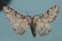 Biston betularia
