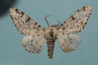 Biston betularia