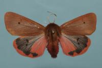 Phragmatobia fuliginosa