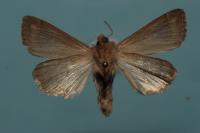 Mythimna albipuncta