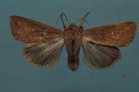 Mythimna albipuncta