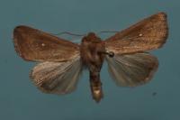 Mythimna albipuncta