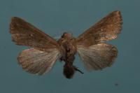 Mythimna albipuncta