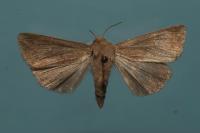 Mythimna ferrago