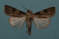 Agrotis puta