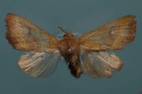 Atethmia centrago