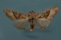 Phlogophora meticulosa