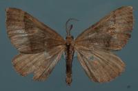 Scotopteryx chenopodiata