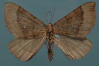 Scotopteryx chenopodiata