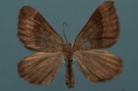 Scotopteryx chenopodiata