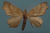 Ennomos quercinaria
