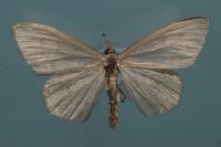 Scopula floslactata