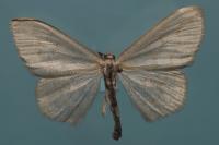Scopula floslactata