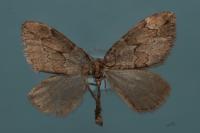 Thera juniperata