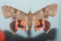 Catocala nupta