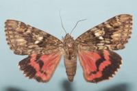 Catocala sponsa
