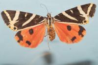 Euplagia quadripunctaria
